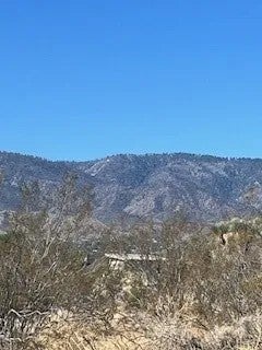 0 Pine Tree