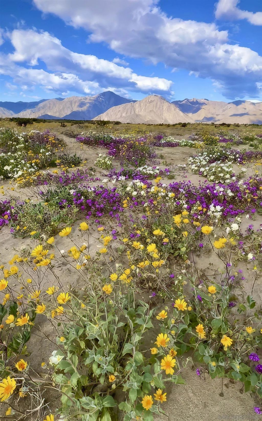 Photo of 1634 Las Casitas Drive, Borrego Springs, CA 92004 (MLS # 250042824)