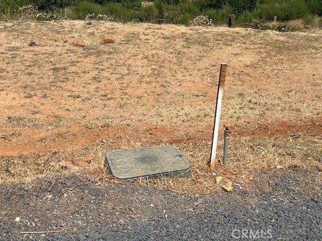 13807 Sugar Pine