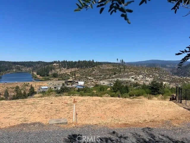 13807 Sugar Pine