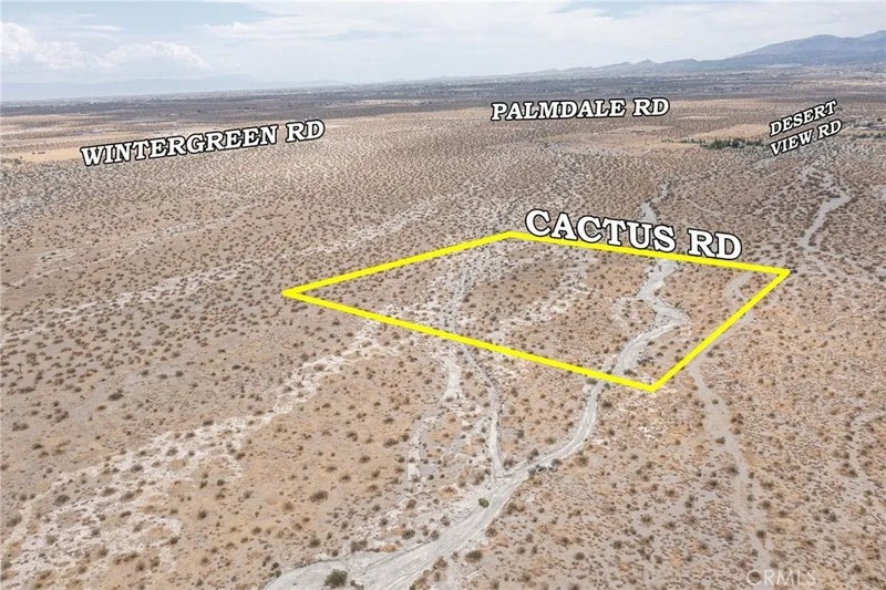 31001214 Cactus