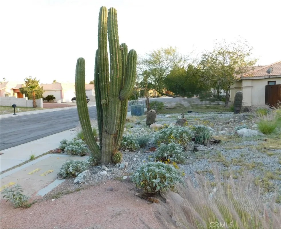 9651 Cholla
