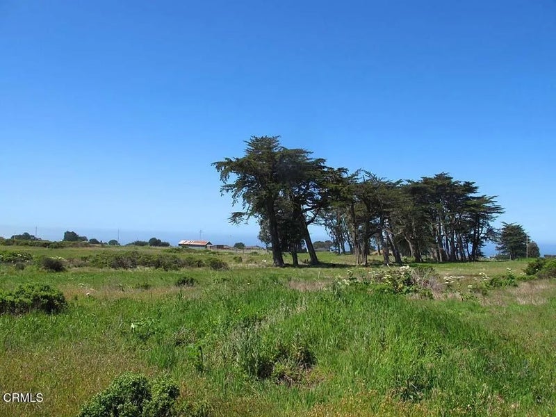 43575 Sea Cypress