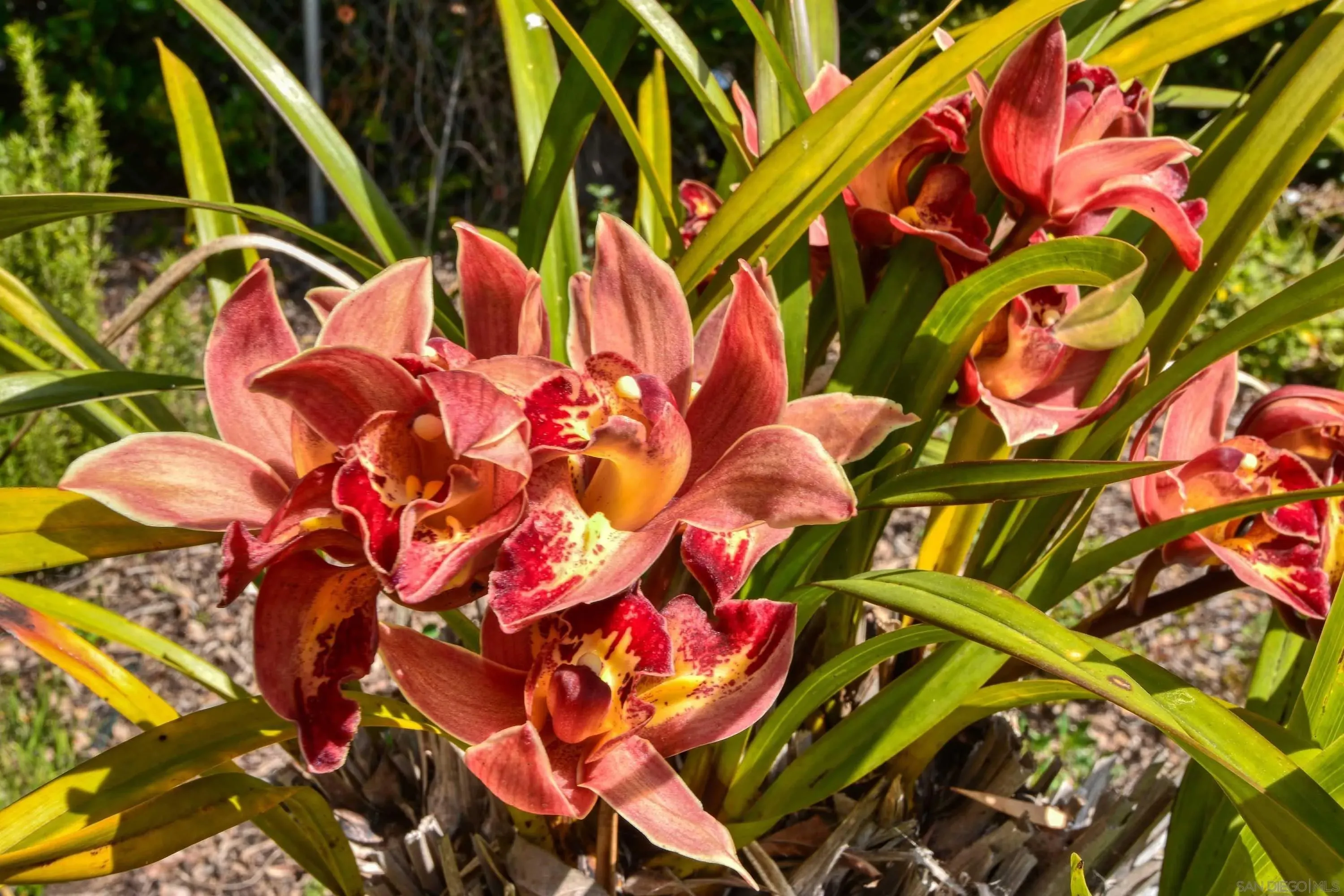 Del Mar, California 92014, United States, 3 Bedrooms Bedrooms, ,2 BathroomsBathrooms,Residential,Active,191045