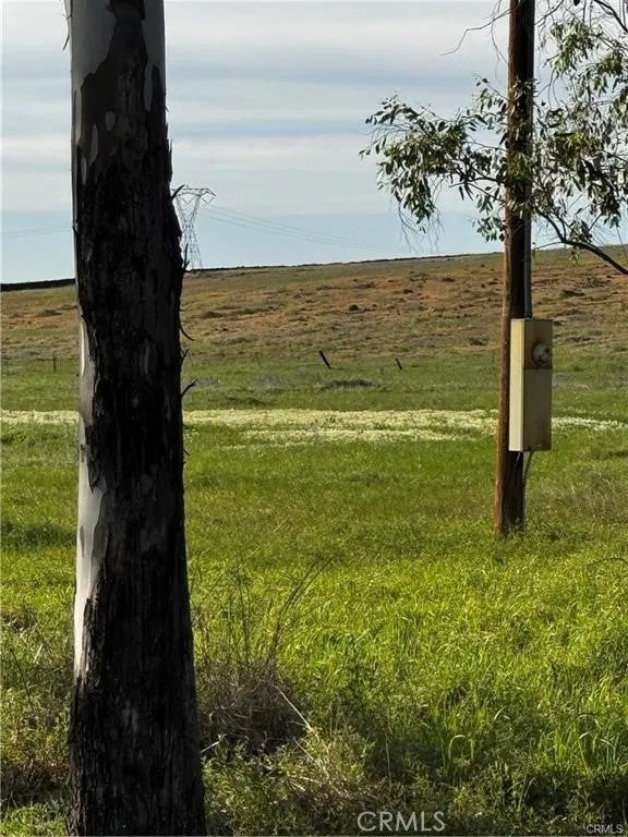 0 Coyote