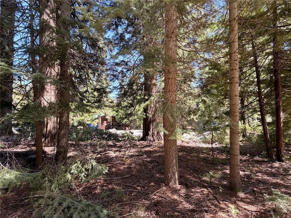 7631 Forest