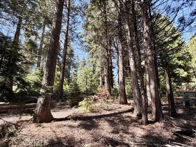 7631 Forest