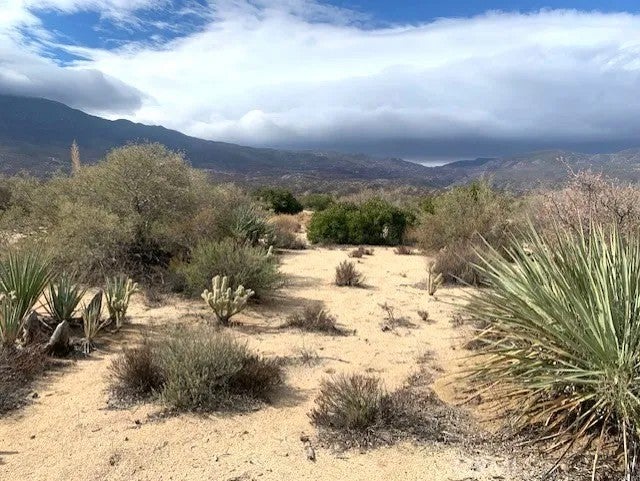 368 Palm Canyon