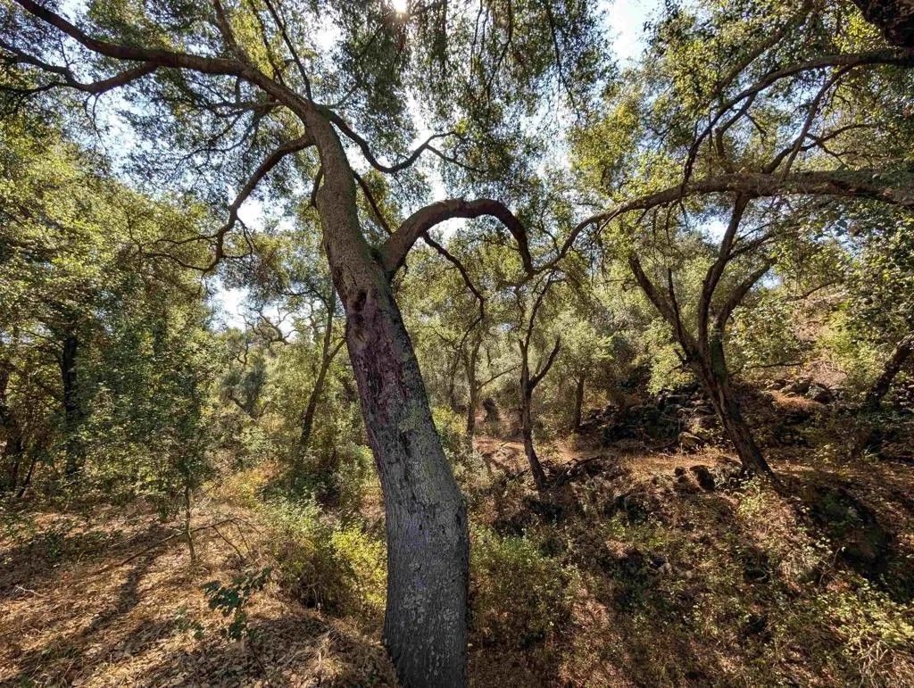 Photo of 18868 Paradise Mountain, Valley Center, CA 92082 (MLS # NDP2508991)