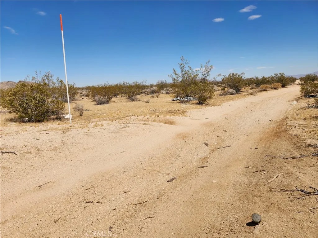 40 Joshua Tree