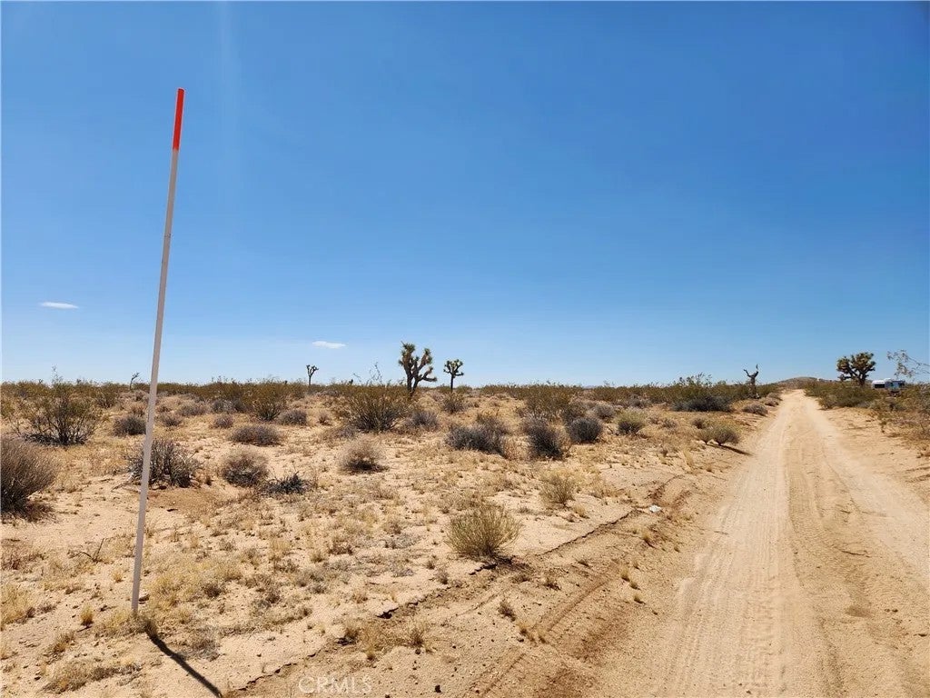 40 Joshua Tree