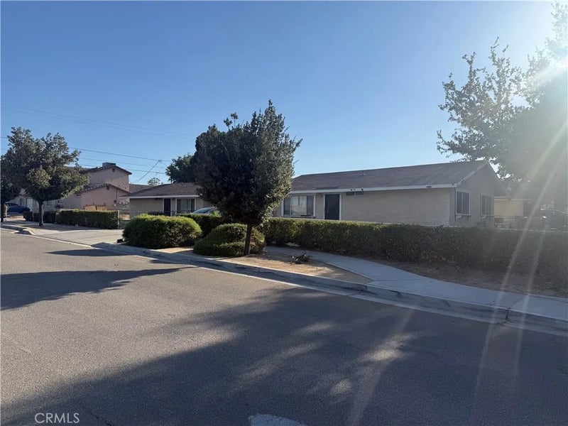 16503 Smoke Tree