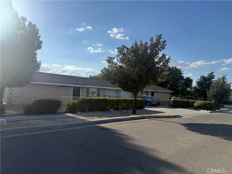 16503 Smoke Tree