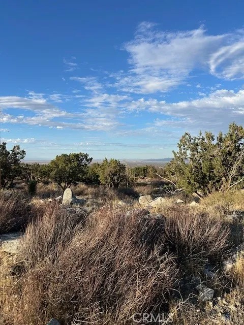 0 Yucca