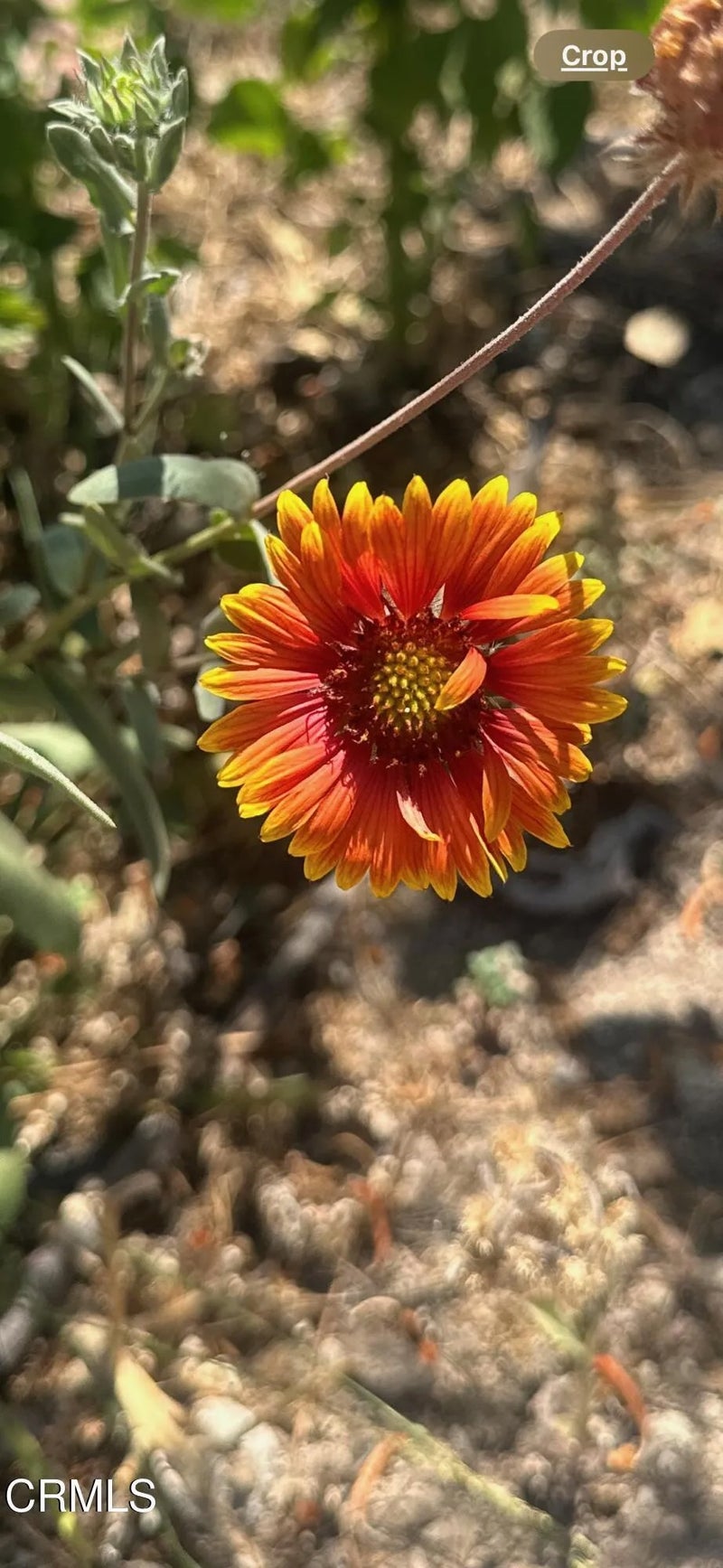 102 W Poppyfields