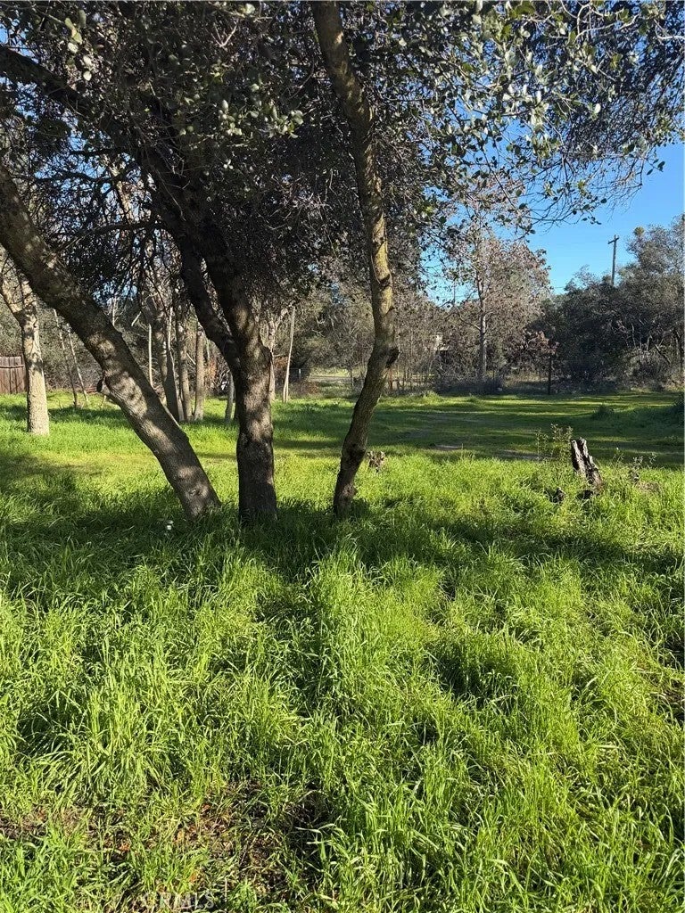 3606 Oleander