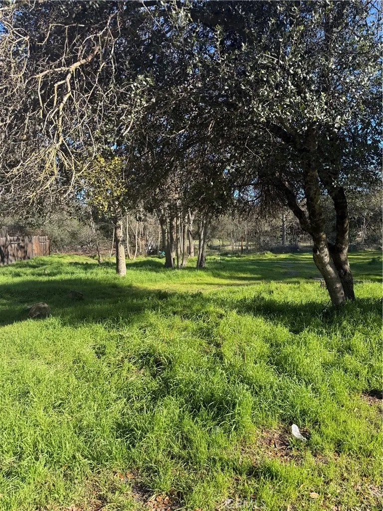 3606 Oleander