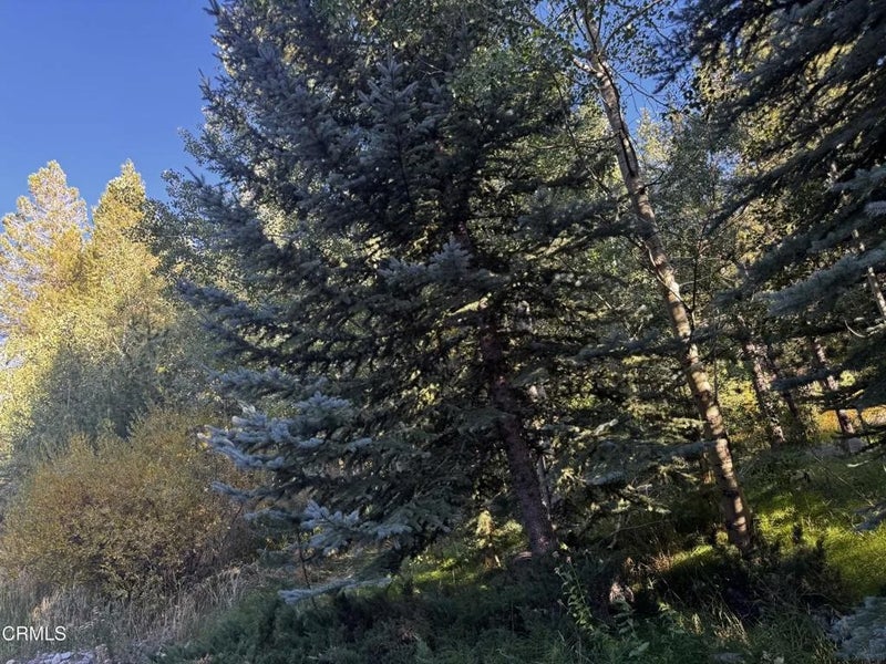 Aspen Grove