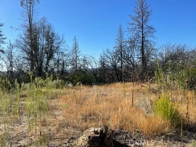 55 Cedar Tree