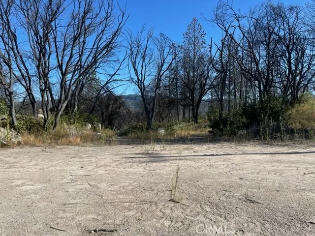 55 Cedar Tree