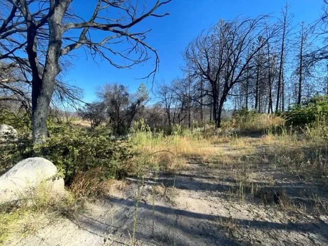 55 Cedar Tree