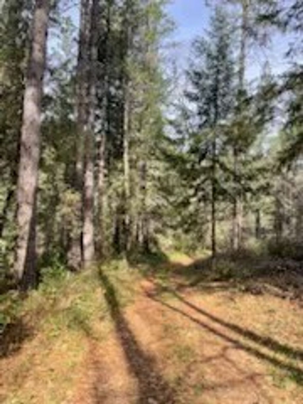 Photo of 178 Bloomer Hill Rd, Berry Creek, CA 95916 (MLS # SN26048919)