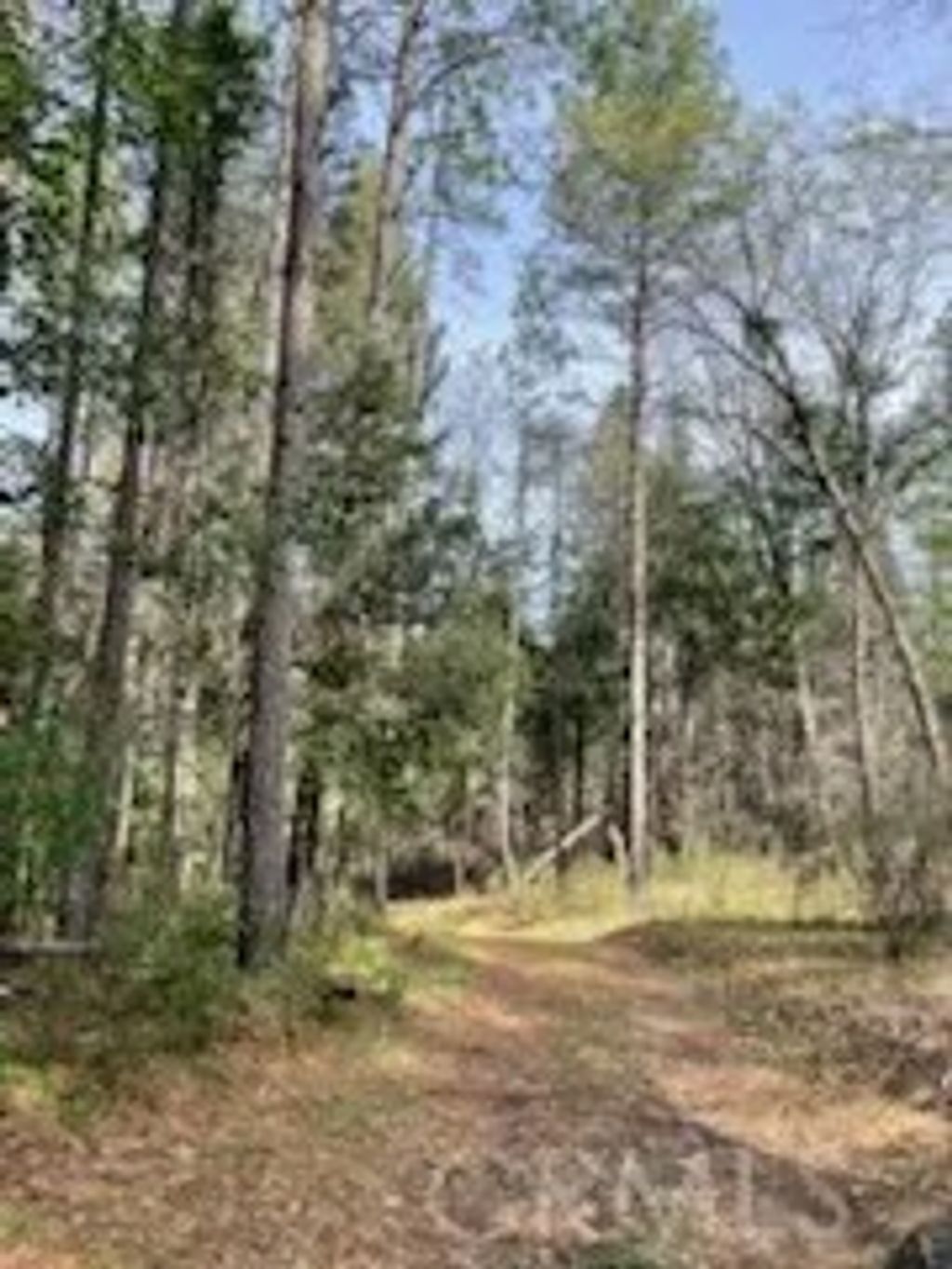 Photo of 178 Bloomer Hill Rd, Berry Creek, CA 95916 (MLS # SN26048919)