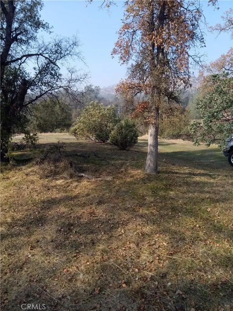 0 Deep Forest