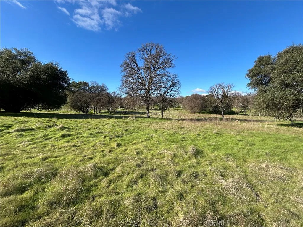 3209 Silver Bush
