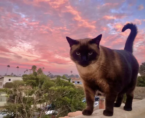 4685 Long Branch Ave, San Diego, CA 92107 - #: 250043253