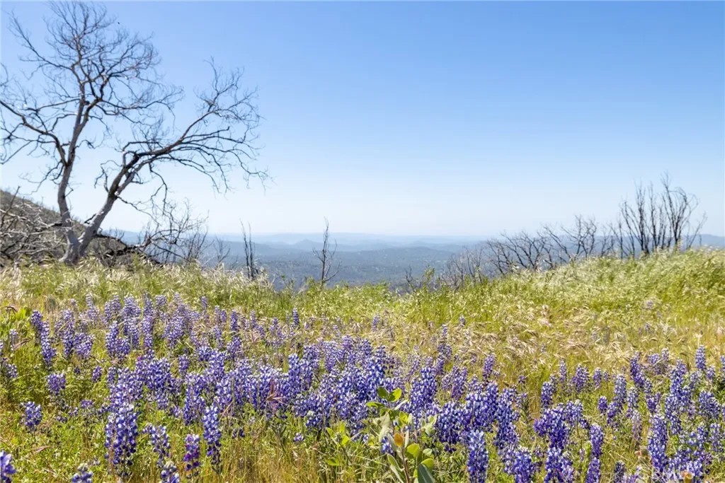 39 Acres Buckingham Mountain