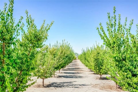 Photo of 13830 Paramount RD, Phelan, CA 92371 (MLS # PW26176776) Photo of 13830 Paramount RD, Phelan, CA 92371 (MLS # PW26176776)