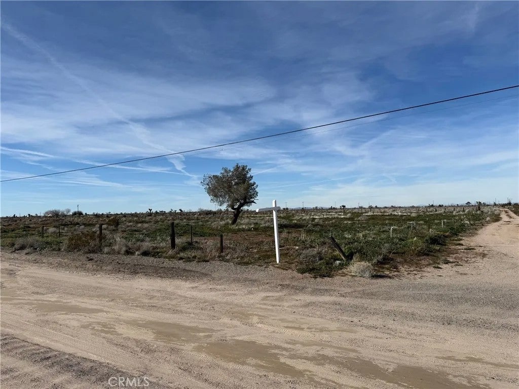 13290 Smoketree