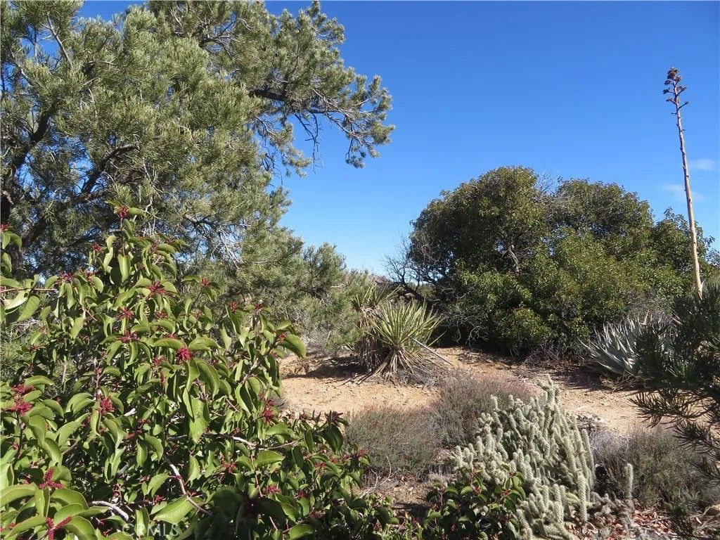 Photo of 155 Lot #155 Buckthorn, Mountain Center, CA 92561 (MLS # SW26017824)