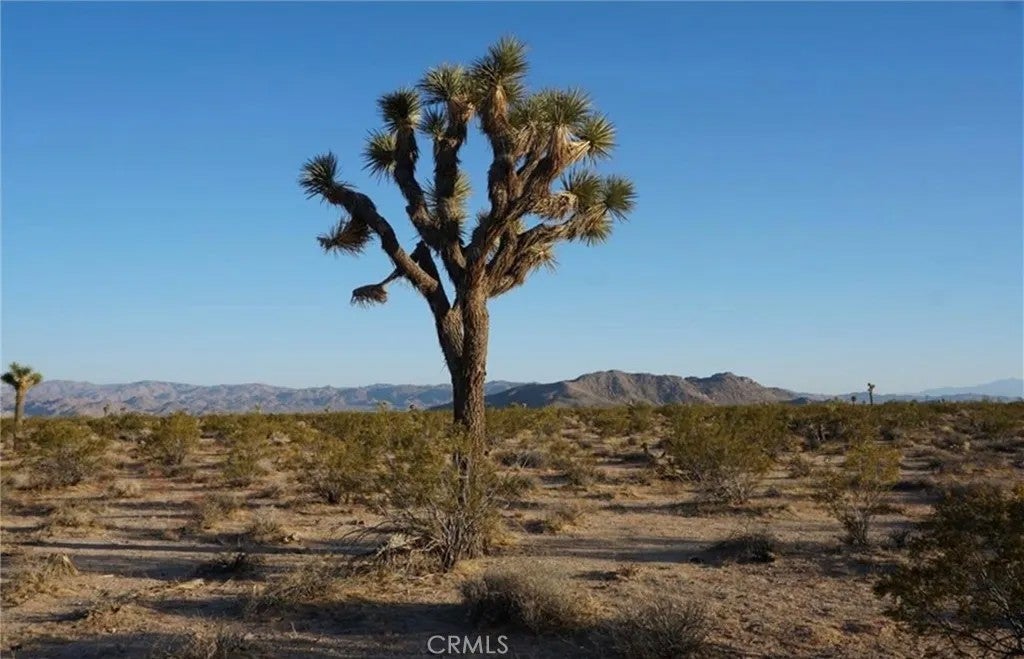 Photo of 2172 Conejo, Joshua Tree, CA 92252 (MLS # JT26088340)
