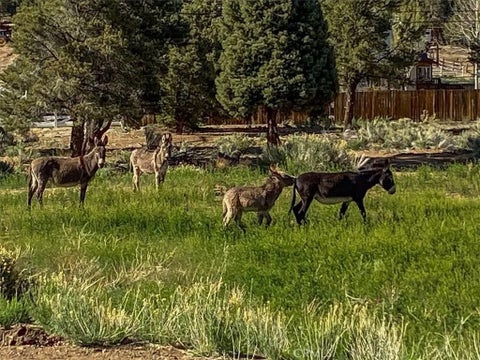 Tiny photo for 550 Eagle Ridge Rd, Big Bear Lake, CA 92314 (MLS # CV26215841)