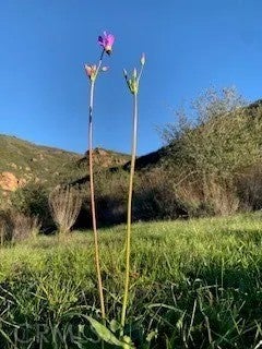 32797 Mulholland