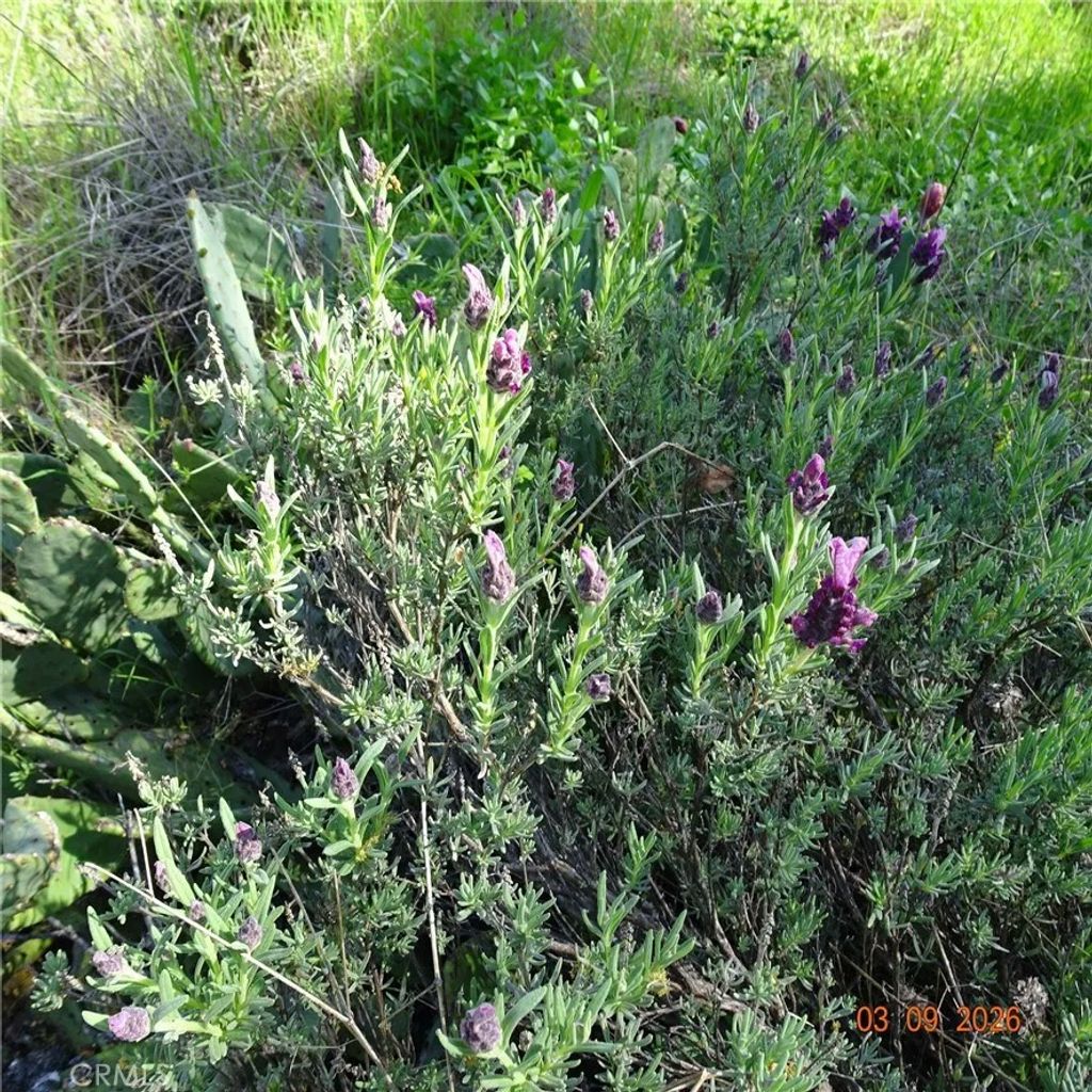 Photo of 0 Incline, Oroville, CA 95966 (MLS # OR26052278)