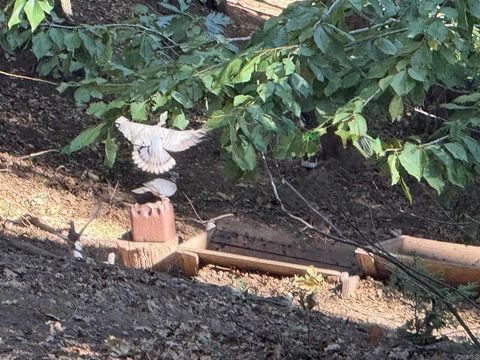 Tiny photo for 32811 Birch Hill Road, Palomar Mountain, CA 92060 (MLS # NDP2509603)