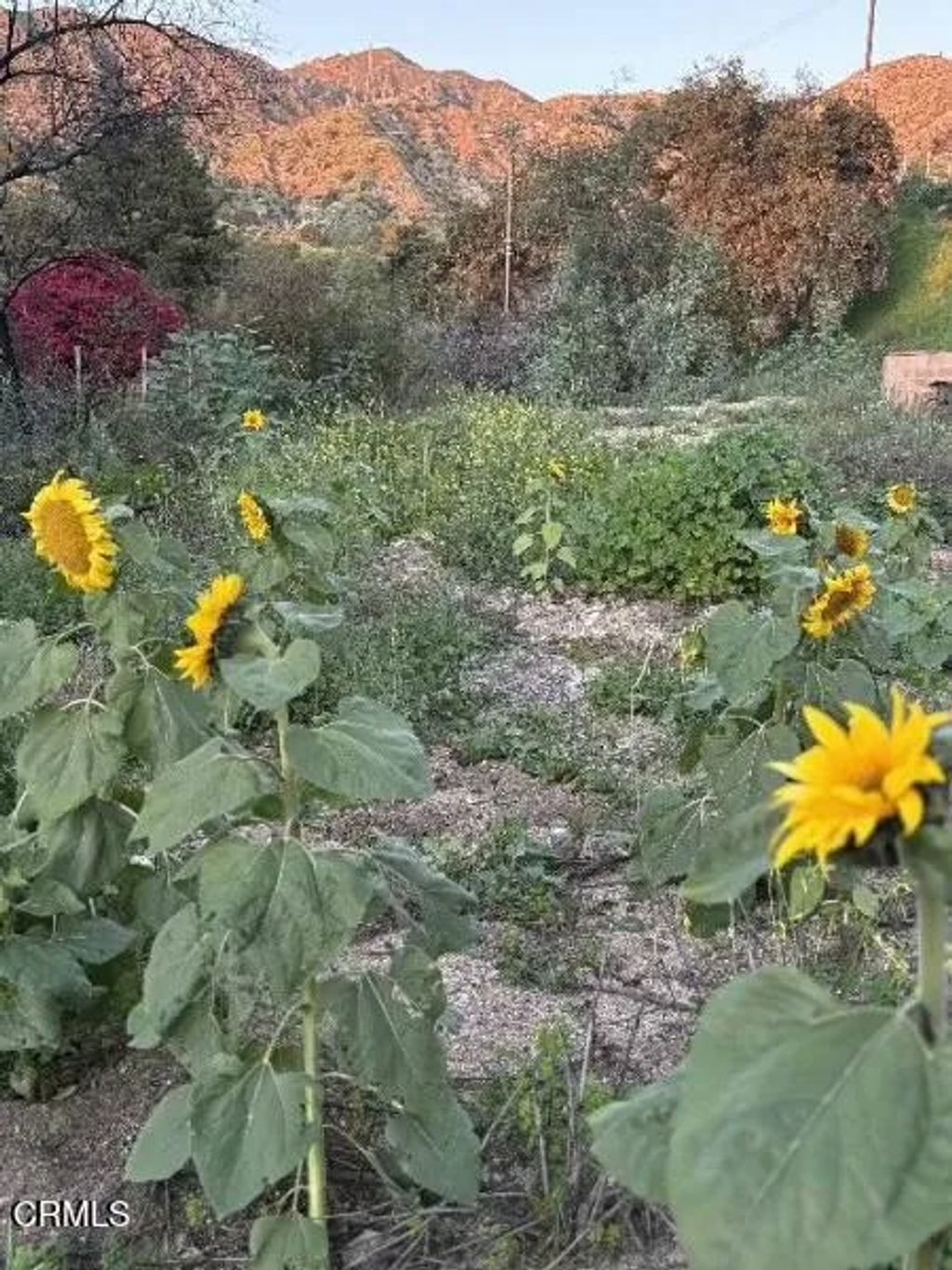 Photo of 0 Jaxine, Altadena, CA 91001 (MLS # P1-25605)