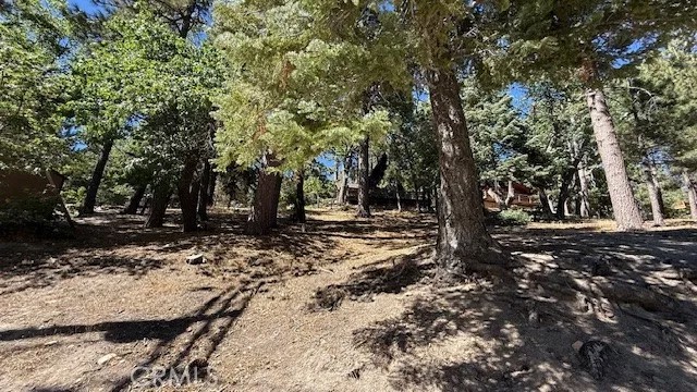 33112 Juniper