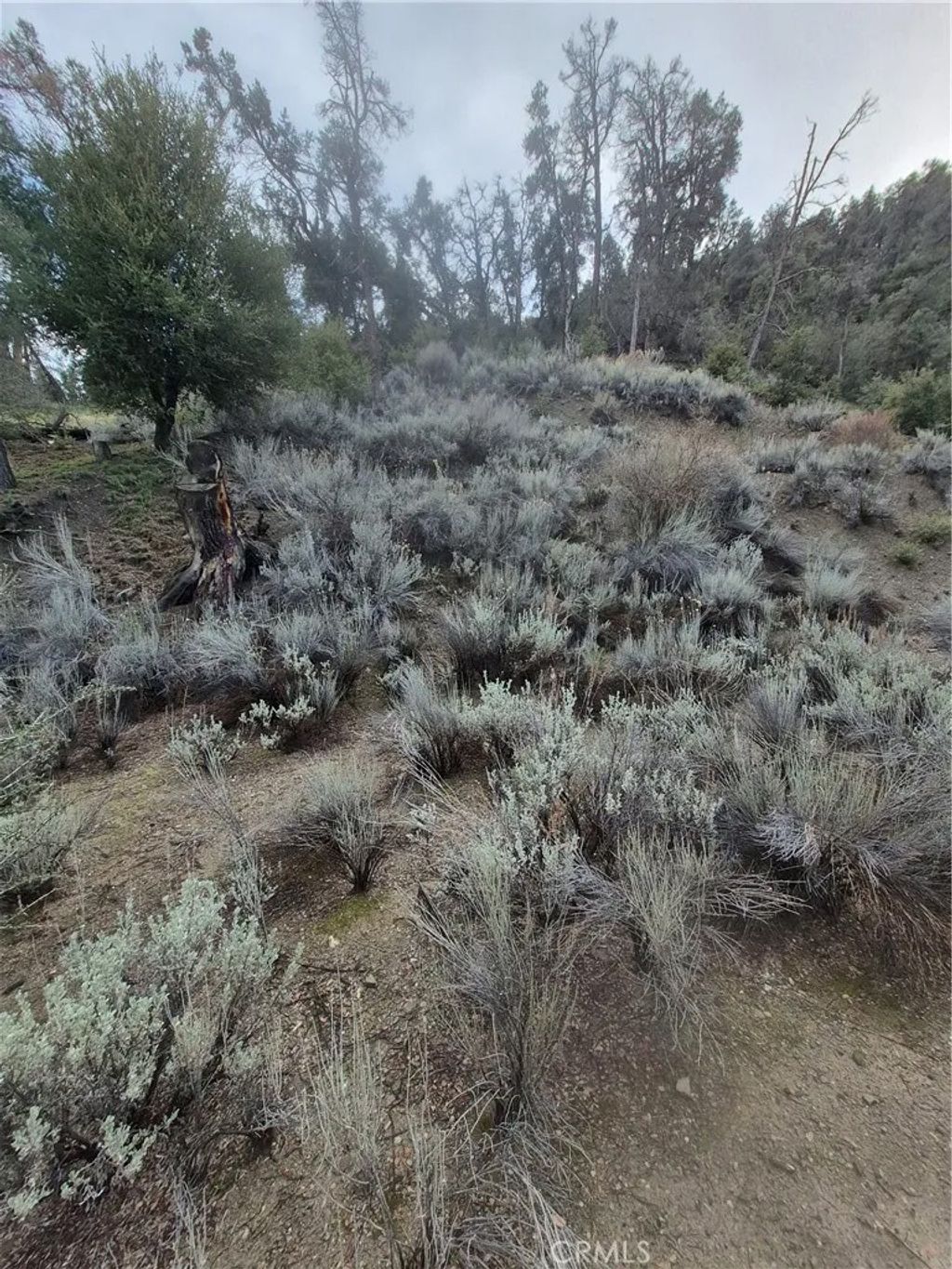Photo of 15532 San Moritz, Pine Mountain Club, CA 93222 (MLS # SR26006510)