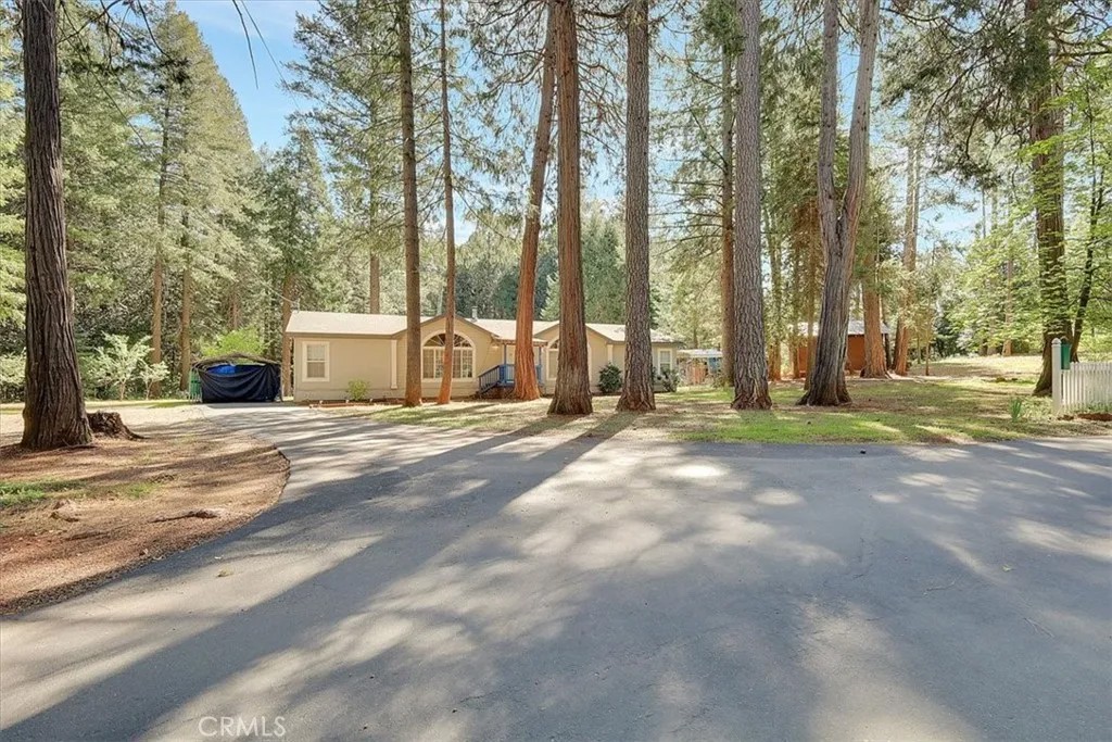 138 Big Fir