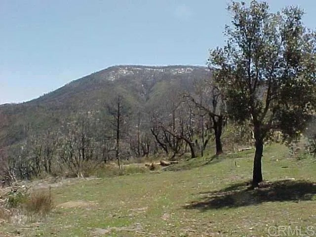 Penstemon Rd