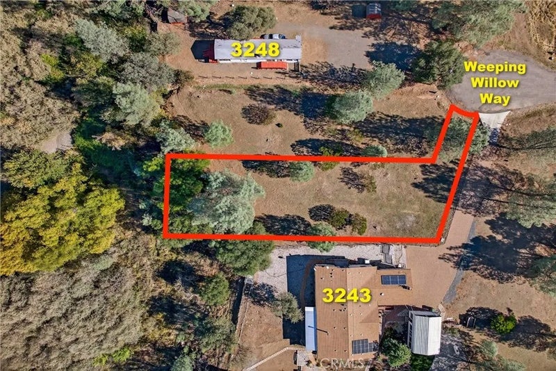 3245 Weeping Willow