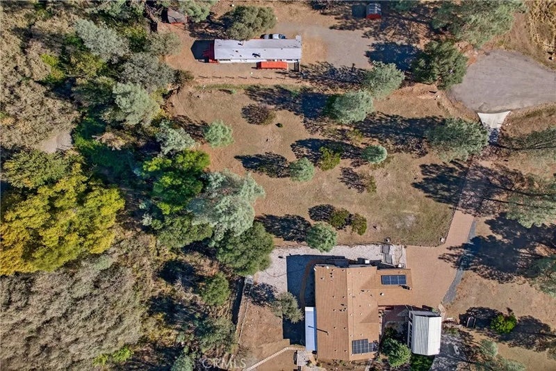 3245 Weeping Willow