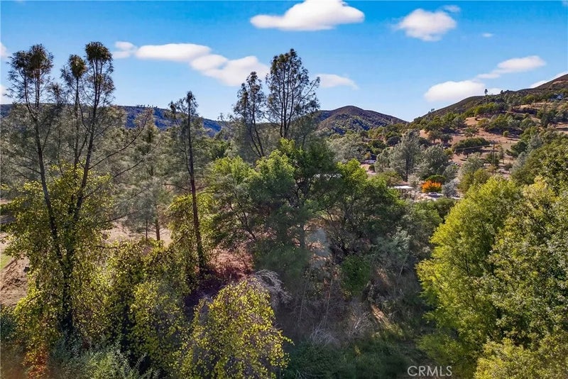 3245 Weeping Willow
