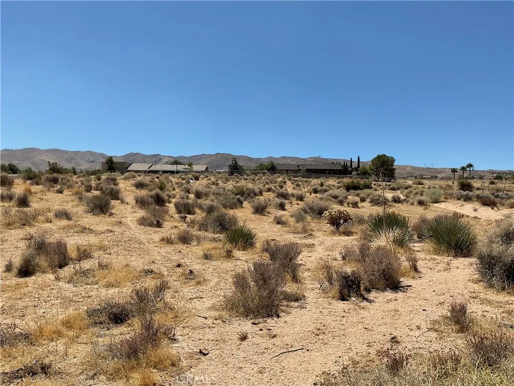 7 Ocotillo