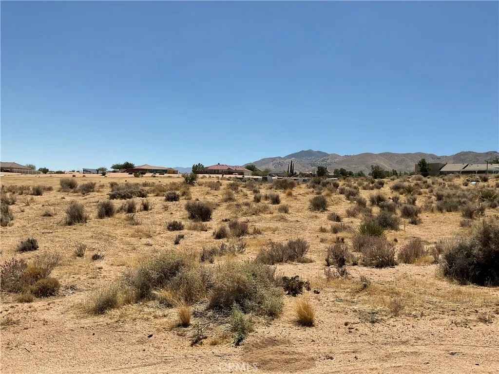 7 Ocotillo