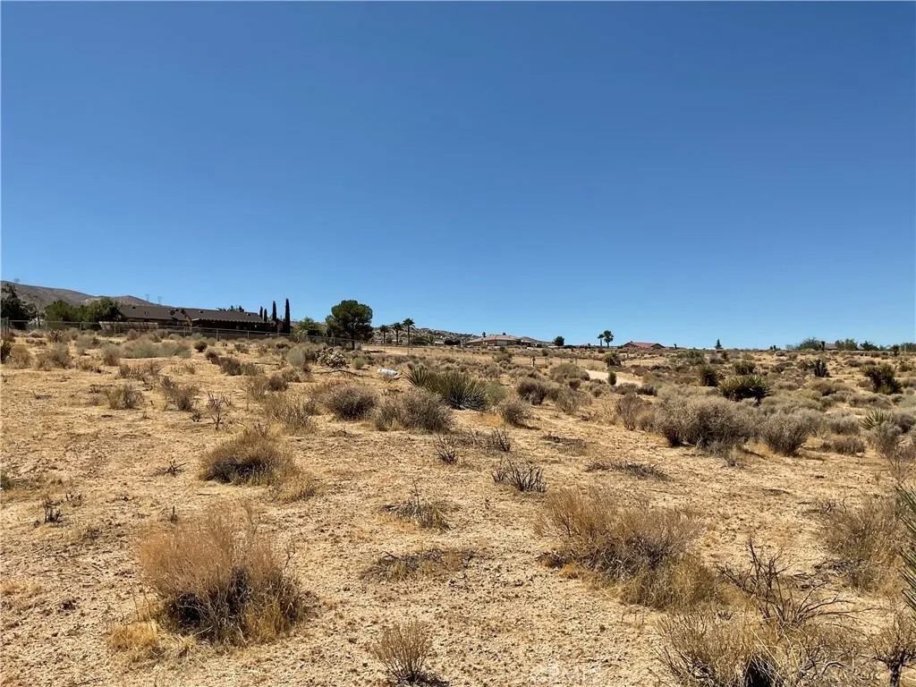 7 Ocotillo
